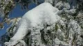 Snowed Spruce Fir Trees Wind Breeze Background Winter Scene Blue Sky Pine Snow HD Footage