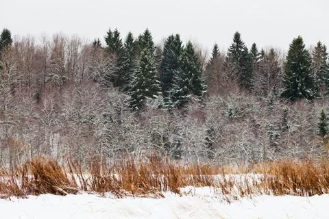 Snowed spruce forest edge Stock Photos