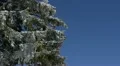 Snowed Trees Branches Winter Scenery Weather Mountains Nature Pine Woods Forest HD Footage