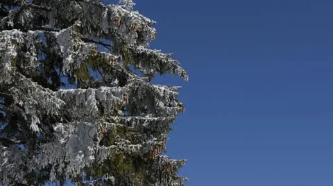 Snowed Trees Branches Winter Scenery Weather Mountains Nature Pine Woods Forest Stock Footage 21997013