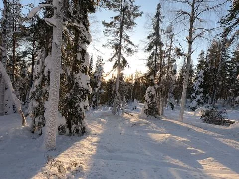 Snowed trees Stock Photos