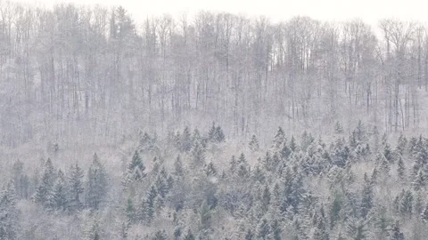 Snowed in trees in the wind close up, winter forest Stock Footage 257938721