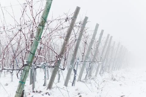 Snowed vineyards in the fog Stock Photos