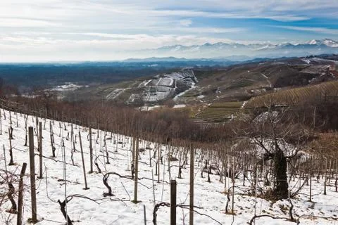 Snowed vineyards Stock Photos