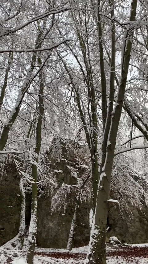Snowed winter forest landscape Stock Footage 232580062