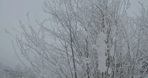 Snowed Young Tree Branches Stock Footage 123171587