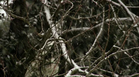 Snowfall 01 動画素材 32814678