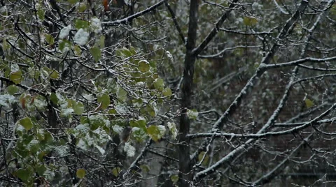 SNOWFALL  1 Stock Footage 901952