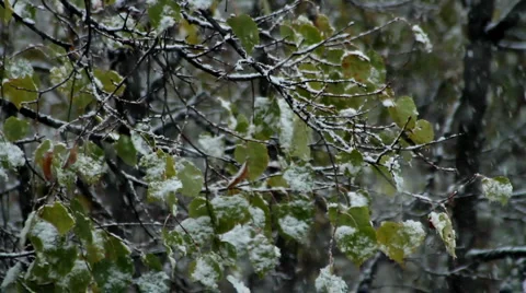 Snowfall  2 Stock Footage 901415