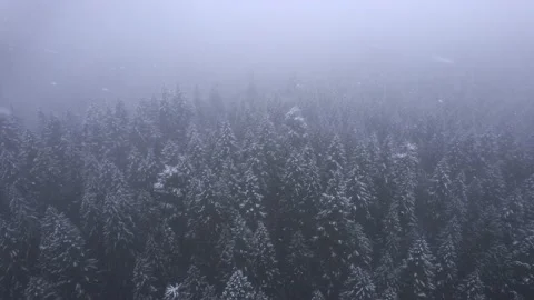 Snowfall Above Trees Stock Footage 220896496
