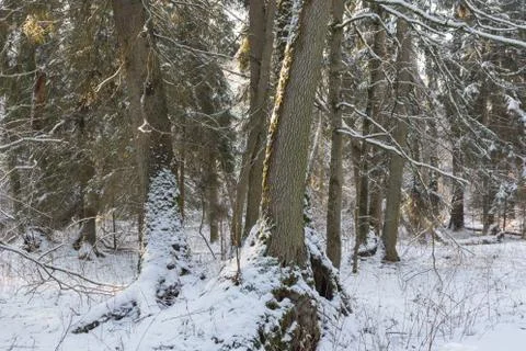 Snowfall after deciduous stand in morning with snow wrapped spruce trees most Stock Photos