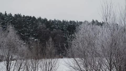 Snowfall against the backdrop of a snowy pine forest and a frozen river Stock Footage 326774642