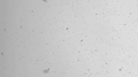 Snowfall against the background of a gray sky. Winter season. Vertical Video Stock Footage 264326887