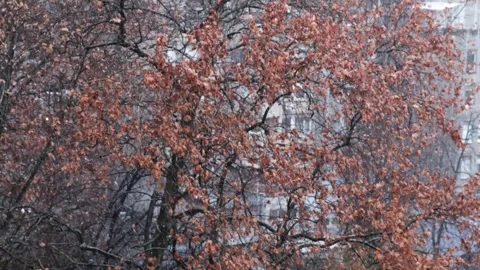 Snowfall Against a Tree with Dry Leaves and a Building in the Background Stock Footage 292688596