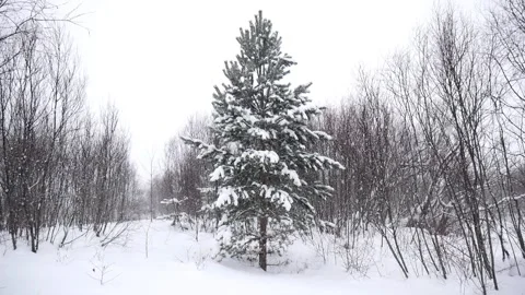 Snowfall among the trees. Beautiful thick snow falls. Stock Footage 124269309
