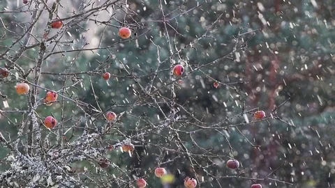 Snowfall and apple tree with apples. Stock Footage 71410010