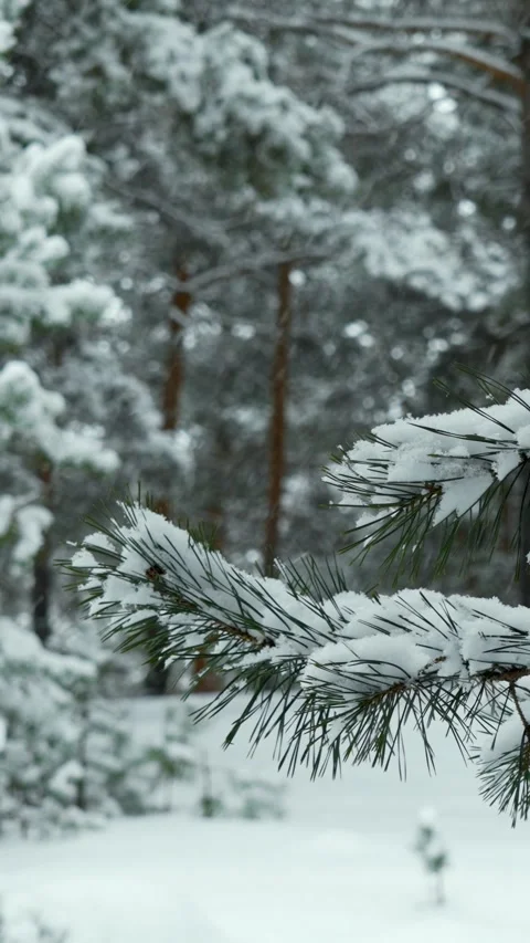 Snowfall and beautiful winter forest. Fabulous natural landscape. Snowy nature. Stock Footage 329923570