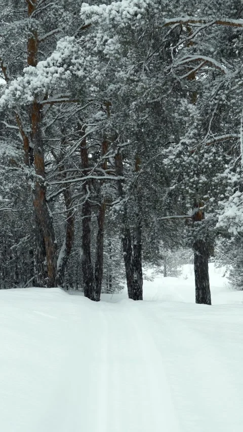 Snowfall and beautiful winter forest. Fabulous natural landscape. Snowy nature. Stock Footage 329923582