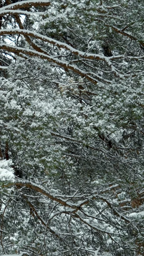 Snowfall and beautiful winter forest. Fabulous natural landscape. Snowy nature. Stock Footage 329923604