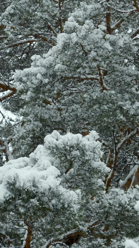 Snowfall and beautiful winter forest. Fabulous natural landscape. Snowy nature. Stock Footage 329923605