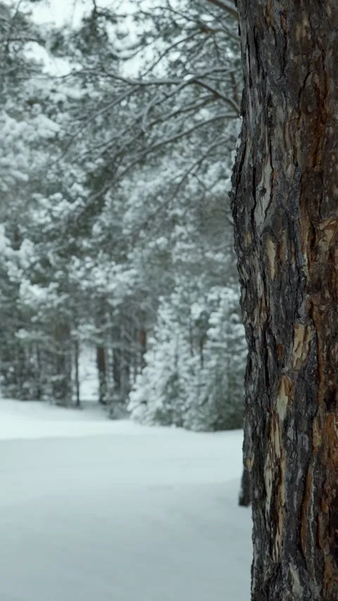 Snowfall and beautiful winter forest. Fabulous natural landscape. Snowy nature. Stock Footage 329923636