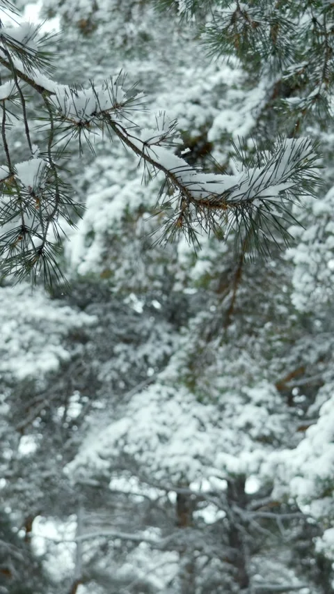 Snowfall and beautiful winter forest. Fabulous natural landscape. Snowy nature. Stock Footage 329923642