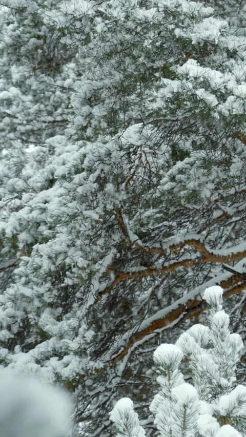 Snowfall and beautiful winter forest. Fabulous natural landscape. Snowy nature. Stock Footage 329923653
