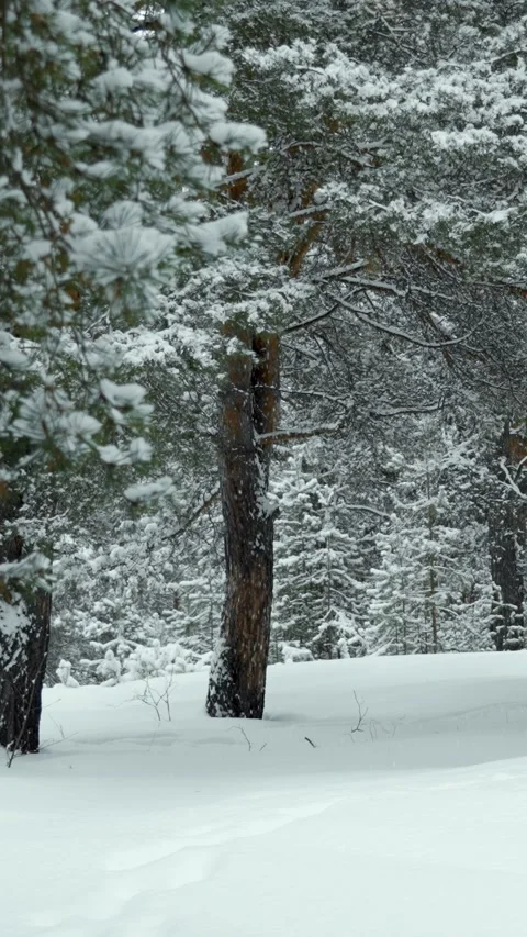 Snowfall and beautiful winter forest. Fabulous natural landscape. Snowy nature. Stock Footage 329923706
