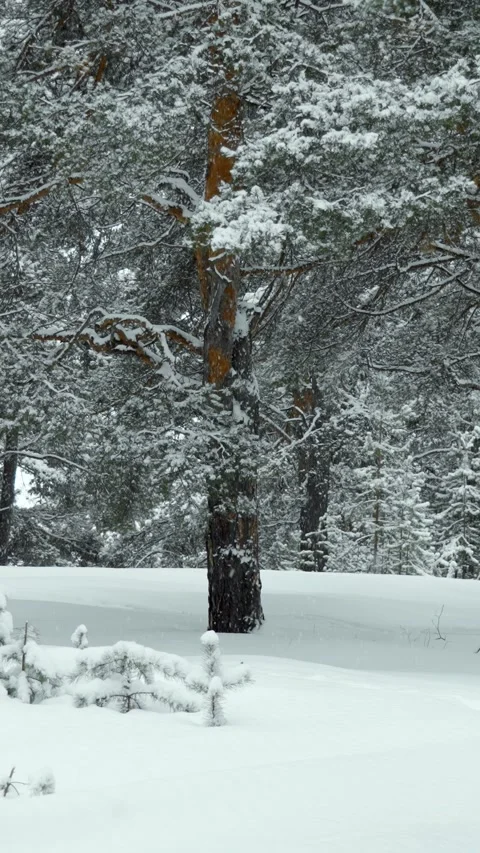 Snowfall and beautiful winter forest. Fabulous natural landscape. Snowy nature. Stock Footage 329923720