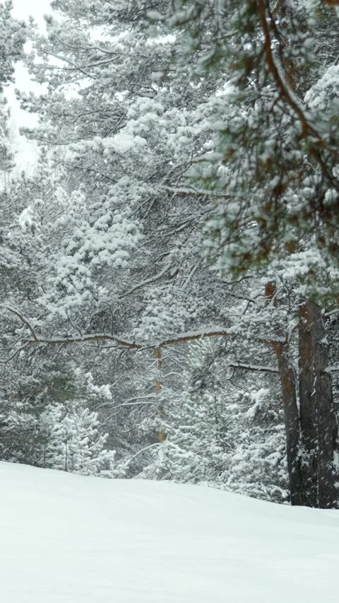 Snowfall and beautiful winter forest. Fabulous natural landscape. Snowy nature. Stock Footage 329923757
