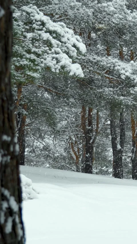 Snowfall and beautiful winter forest. Fabulous natural landscape. Snowy nature. Vídeo Stock 329923826