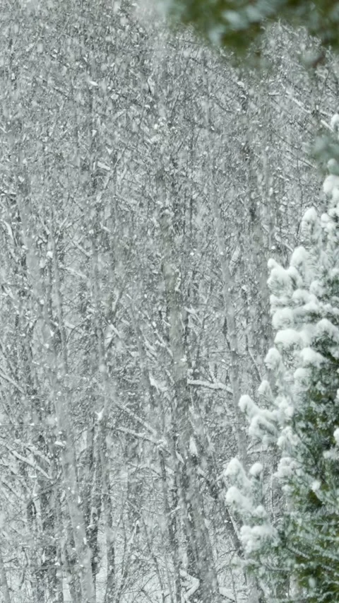 Snowfall and beautiful winter forest. Fabulous natural landscape. Snowy nature. Stock Footage 329923891