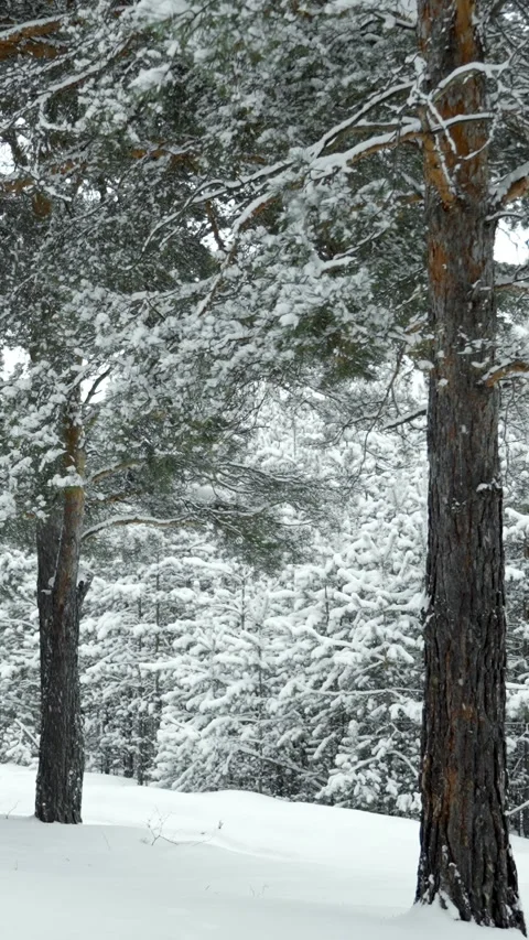 Snowfall and beautiful winter forest. Fabulous natural landscape. Snowy nature. Stock Footage 329923925