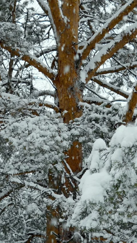 Snowfall and beautiful winter forest. Fabulous natural landscape. Snowy nature. Stock Footage 329923966