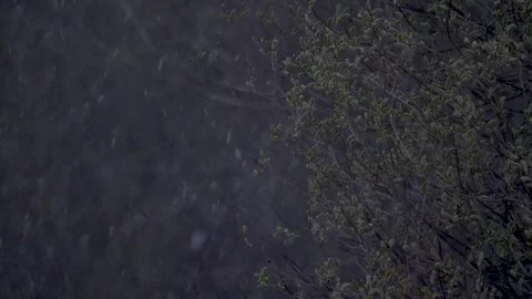 Snowfall and buds on the tree in early spring Stock Footage 283549191