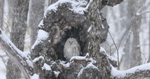 Snowfall and the Ezo Owl Stock-Footage 332383367