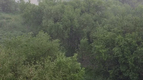 Snowfall and heavy rain in summer. In background are green trees, grass, path. Stock Footage 111469735