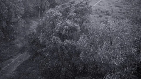 Snowfall and heavy rain in summer. In background are green trees, grass, path. Stock Footage 111472019