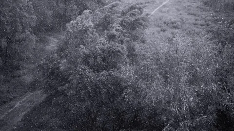Snowfall and heavy rain in summer. In background are green trees, grass, path. Stock Footage 111472207