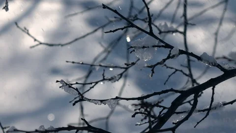 Snowfall and leafless twigs with pieces of ice on snow covered background Stock Footage 87871737
