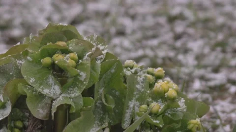 Snowfall and the plant Stock Footage 283563632