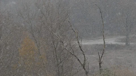Snowfall and snow covers branches of trees and ground Stockbeeldmateriaal 129039259