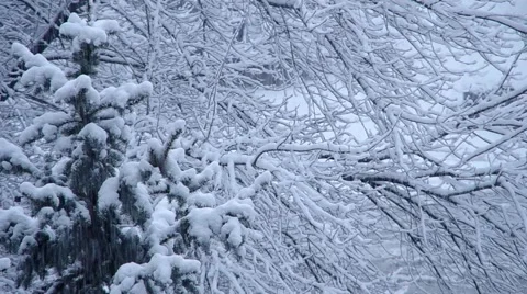Snowfall and snowy tree Stock Footage 46618937