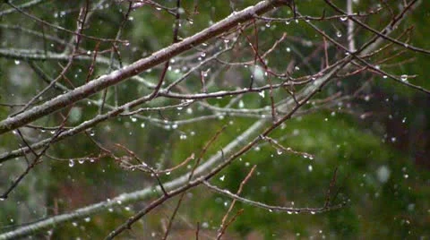 Snowfall and water drops on tree Stock Footage 10758081