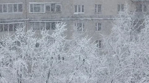 Snowfall and winter trees 스톡 동영상 15401974