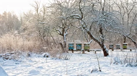 Snowfall on an apiary Stock Footage 68490703