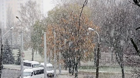 Snowfall in Autumn Stock Footage 71702117