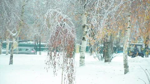 Snowfall in autumn park Stock Footage 96301295