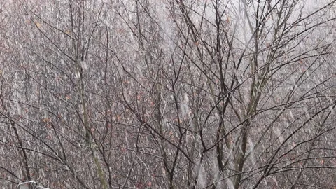 Snowfall on the background of bare trees Video stock 144001099