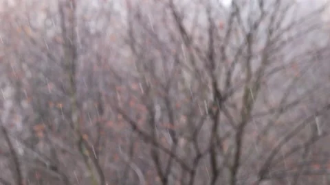Snowfall on the background of blurry trees Video stock 144001064